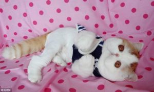 Snoopybabe, China’s cutest cat - The Chairman's Bao