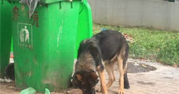 夫妻救流浪狗却被控告盗窃 dog searching for food next to bin