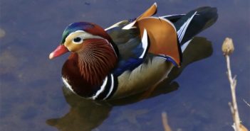 一只鸳鸯在美国中央公园成了网红“鸭” top view of mandarin duck in pond