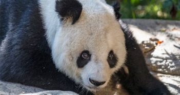 熊猫高高在美国生活15年后回到中国 giant panda gao gao