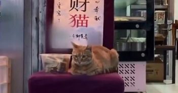 西安“招财猫”会帮饭店赚小费 cat sitting on chair outside restaurant in china
