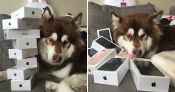 有钱人给狗买了8部苹果手机7s two images of dog with iphone 7s