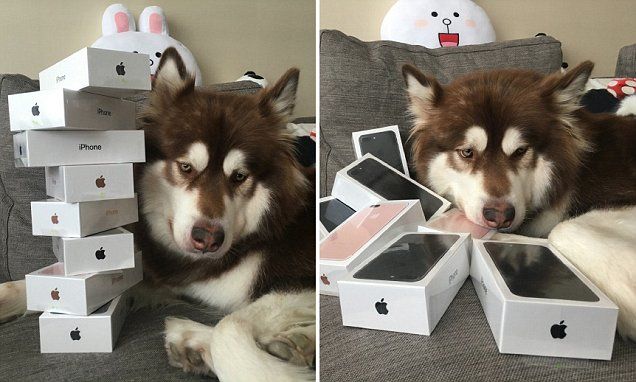 有钱人给狗买了8部苹果手机7s two images of dog with iphone 7s