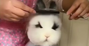 哈尔滨两只兔子成网红 owner giving pet rabbit a haircut