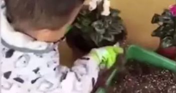 三岁男孩做家务走红 image from video of toddler planting flowers in china