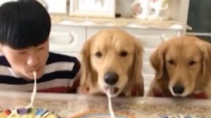 Owner and Pet Dogs Hold Noodle Eating Contest