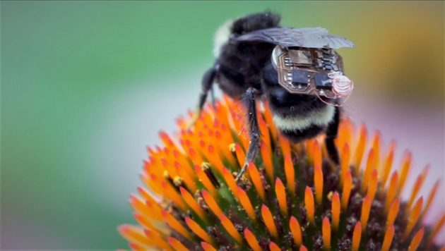 蜜蜂“背包”帮助科学家收集数据 bee wearing data collecting backpack