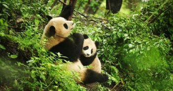 甘肃自然保护区的大熊猫谈恋爱 two pandas in the forest
