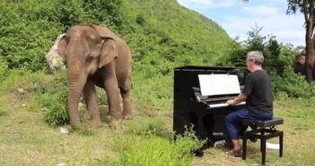 男子在泰国弹钢琴抚慰大象 man playing piano to elephant in thailand