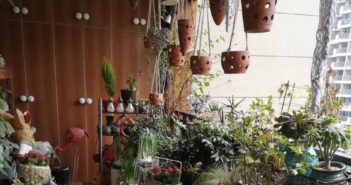 母亲为脑瘫儿子打造阳台花园 plants on an apartment balcony