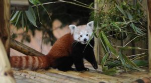 Red panda - The Chairman's Bao
