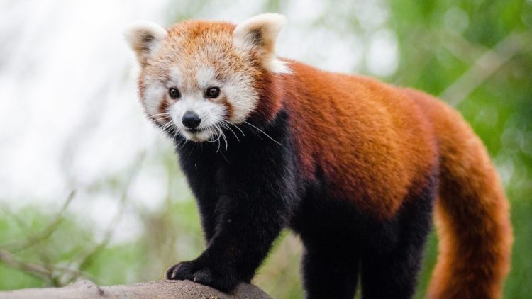 Red Panda Missing from Belfast Zoo