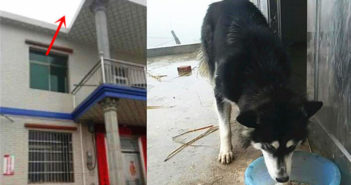 哈士奇从三楼跳下把主人砸晕 arrow point to top of a building and huskey eating food
