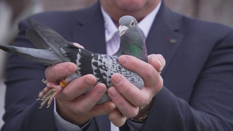Chinese Bidder Buys Pigeon for $1.42 Million