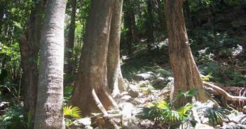 澳大利亚计划在11年内种10亿棵树 base of trees in rainforest in australia