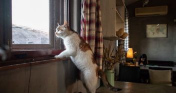 小猫咖啡店 cat standing on chair and looking out of the window