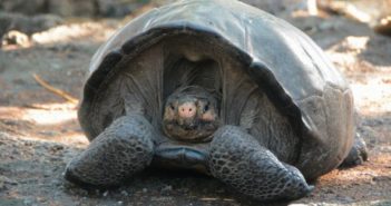 “已灭绝”巨龟现身加拉帕戈斯群岛 front view of giant tortoise