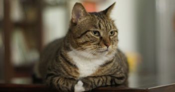 宠物猫带动中国产业发展 front view of cat sitting on table