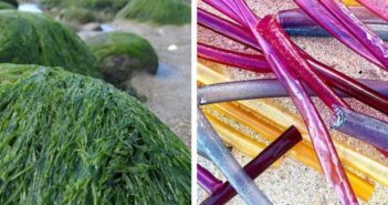 美国公司推出环保海藻吸管 seaweed on the left, straws on the right