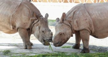 野生犀牛第一次亮相上海野生动物园 two single-horned rhinos eating grass at shanghai wildlife park