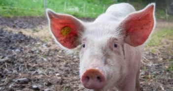 外国生猪抢占中国市场 本土生猪濒临灭绝 front view of pig