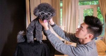 宠物摄影师给流浪狗拍美照 man dressing dog for photo shoot