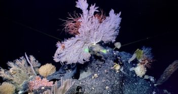 中国科学家在太平洋发现“海底花园” coral in pacific ocean