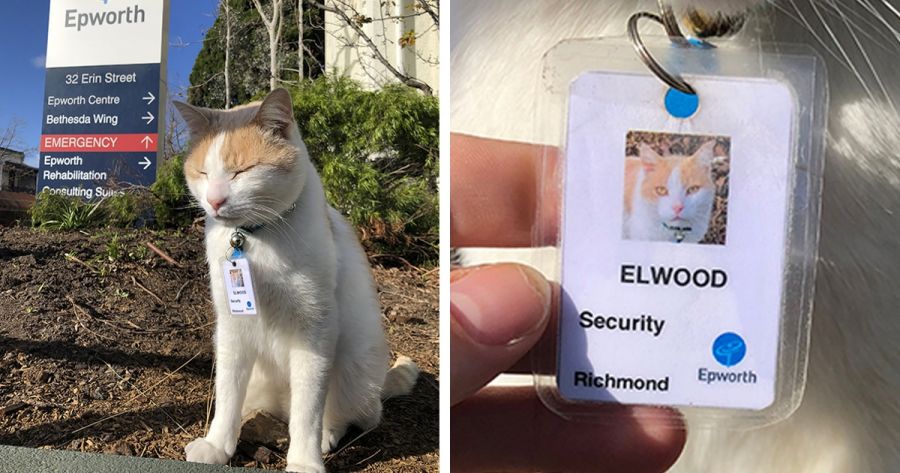 security guard cat at australian hospital