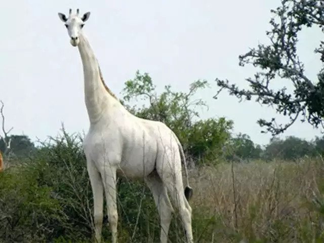 white giraffe in kenya