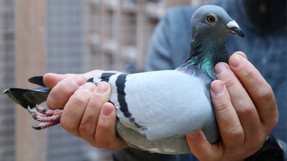 racing pigeon sold at auction