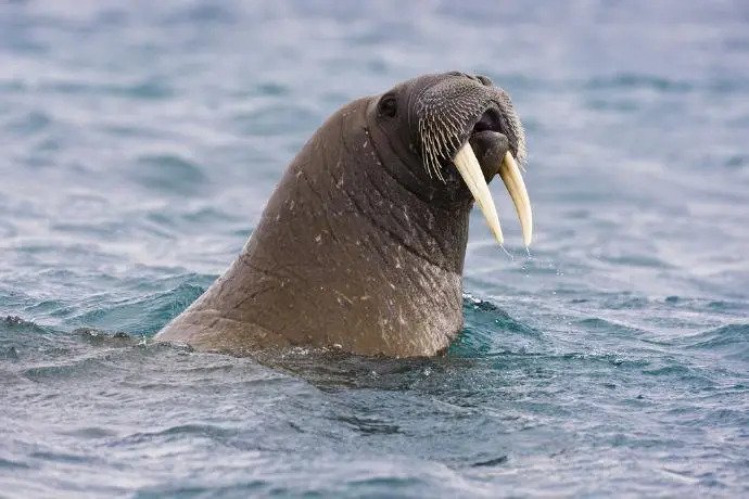 Walrus Travels to Ireland on Iceberg