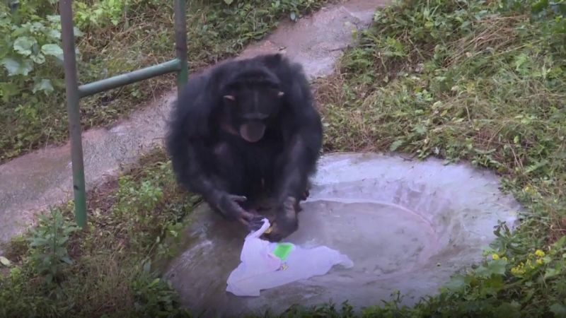 chimpanzee washing clothes at theme park in china