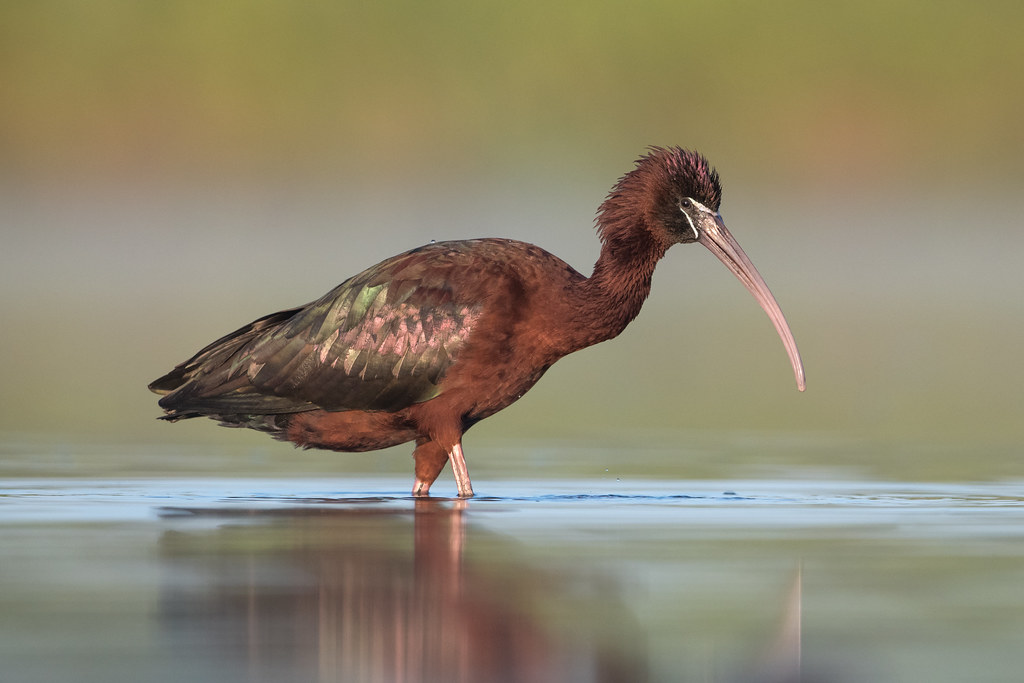 side view of glossy ibis standing in water in china