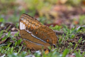 Yunnan Valley Expects Largest Butterfly Explosion in 10 Years