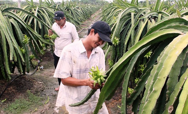 two farmers working field in vietnam