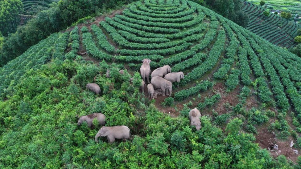 The Adventures of China’s Wandering Elephants