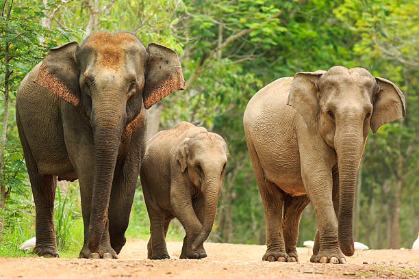 family of Asian elephants walking through forest path