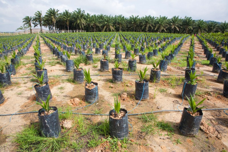 China Plants 78.1 Billion Trees in 40 Years