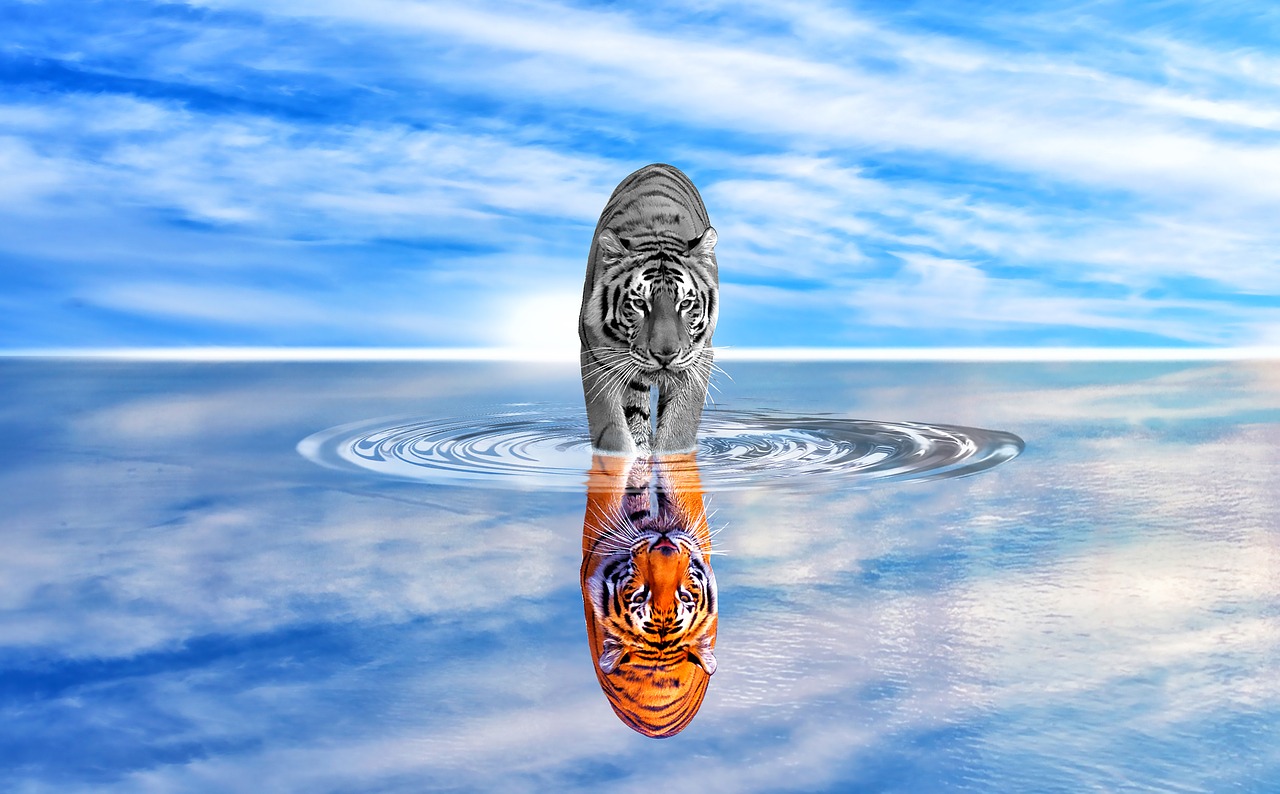 The Year of the Tiger – What to Expect!