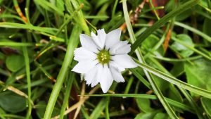 Chinese Scientists Discover World's 'Shiest' Flower