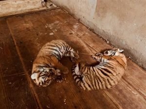 Shanghai Zoo Asks for Help Naming Tiger Cubs