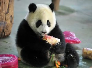 Chubby Pandas Put on Diet in Taipei