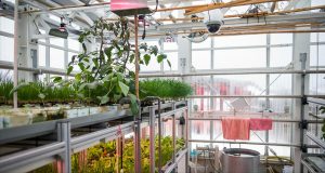 Doctors Grow Vegetables at China's Antarctic Research Stations