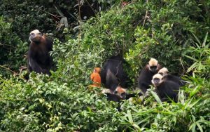Endangered Langur Population Increases to 1,300