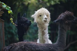 Alpacas Get Summer Haircut at Shanghai Zoo
