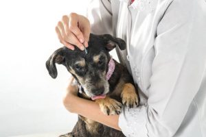 Growing Number of Pets Treated with Acupuncture in China