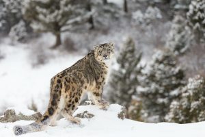 Snow Leopard Population Reaches 1,200