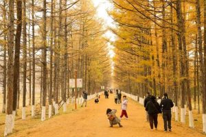 Leaves Offer Locals Golden Avenue in Changchun