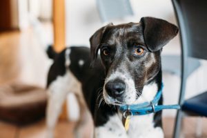 Pet Detectives: A New Industry in China