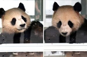 Two Giant Pandas Head to Qatar for Breeding Ahead of World Cup 